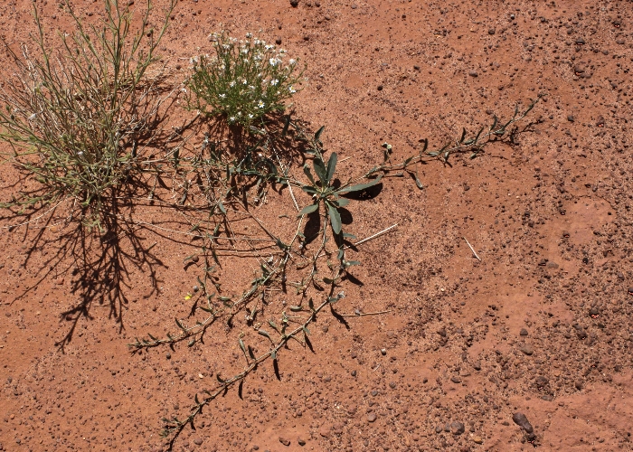 Australian Desert Plants Goodeniaceae